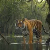 Sundarbans Mangrove Restoration Project Reports 25% Growth in Tiger Habitat