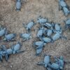 Odisha Deploys 24/7 Coastal Surveillance to Protect Olive Ridley Turtles