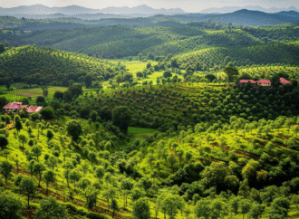 Maharashtra Sees Remarkable Growth in Green Cover Thanks to Statewide Afforestation Efforts