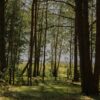 Mizoram Achieves Remarkable Growth in Forest Cover Through Effective Conservation