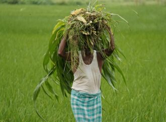 Uttar Pradesh Farmers Switch to Perennial Crops to Tackle Groundwater Crisis