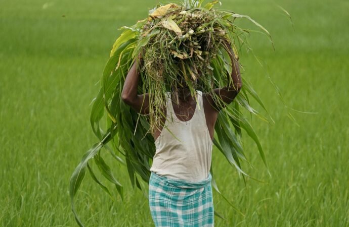 Uttar Pradesh Farmers Switch to Perennial Crops to Tackle Groundwater Crisis